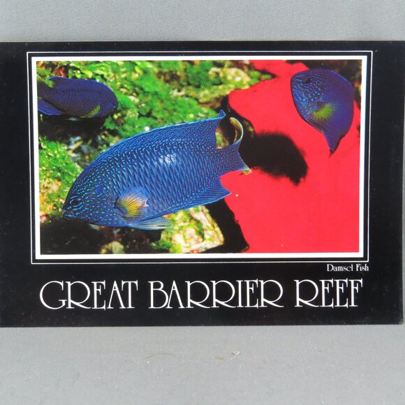 Vintage Postcard - Damsel Fish Great Barrier Reef Australia - Peer Productions - Picture 4 of 4